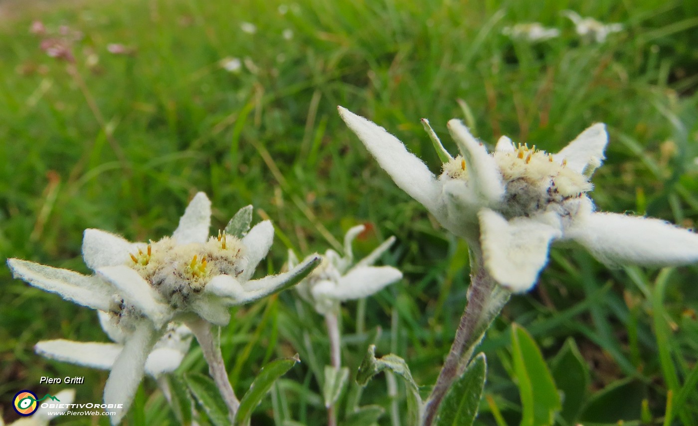 52 Leontopodium alpinum (Stella alpina).JPG